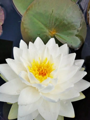 Seerose - Nymphaea Gonnere
